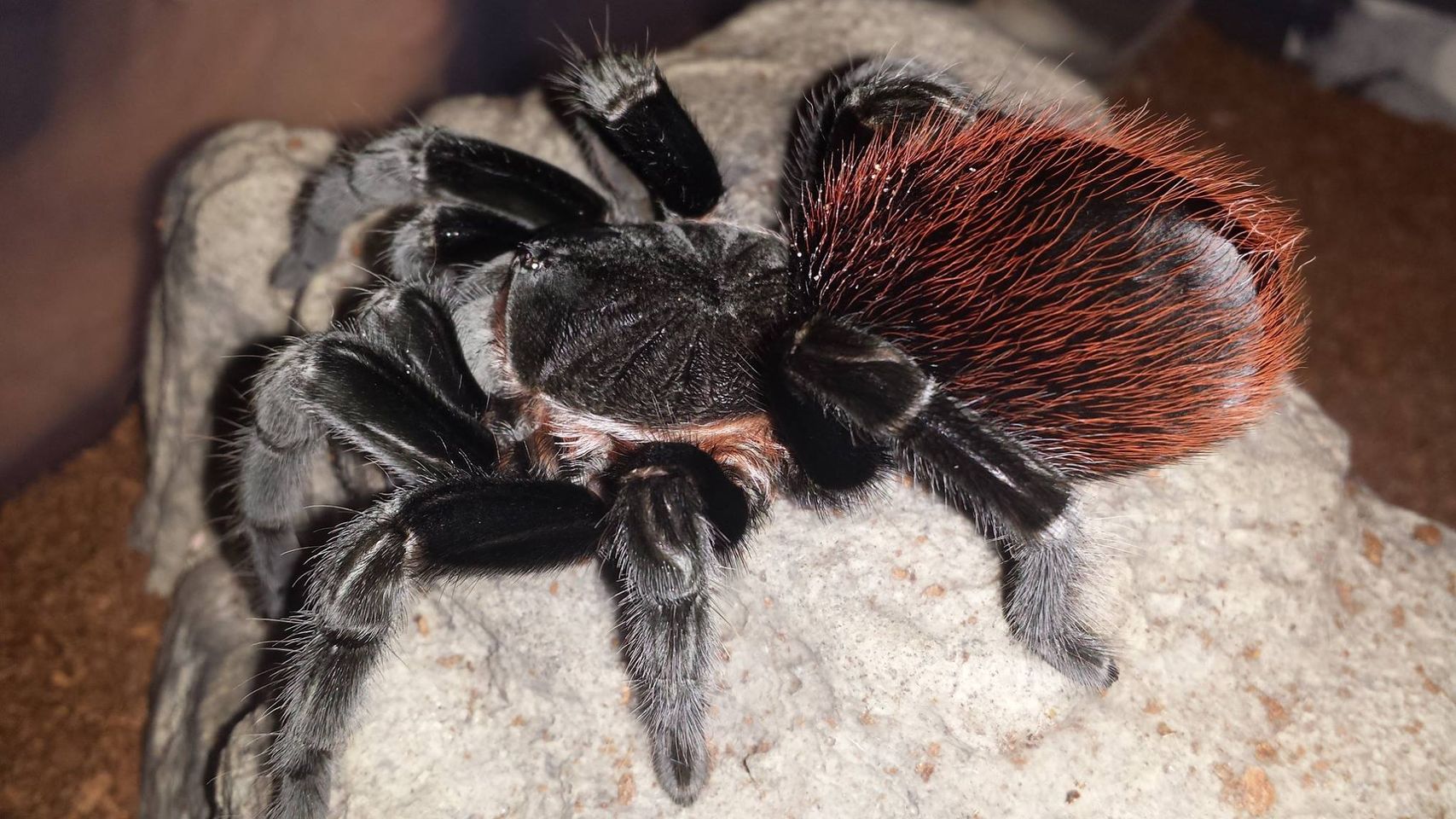 20-mexican-red-rump-tarantula-facts
