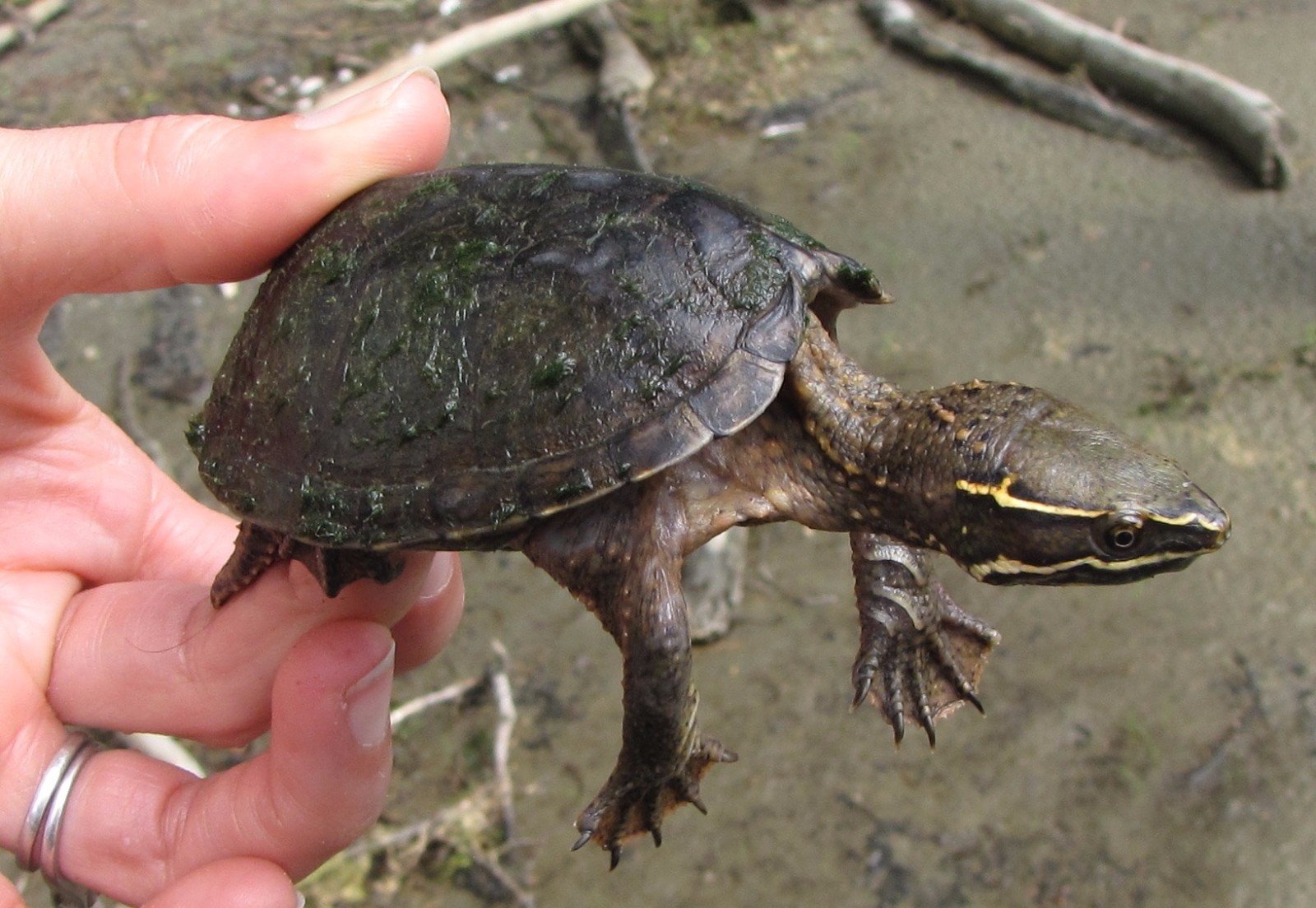 20-musk-turtle-facts