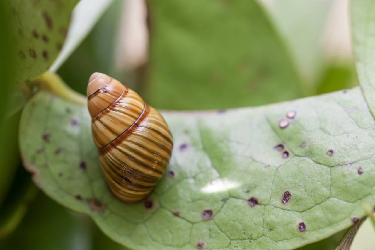20-oahu-tree-snail-facts