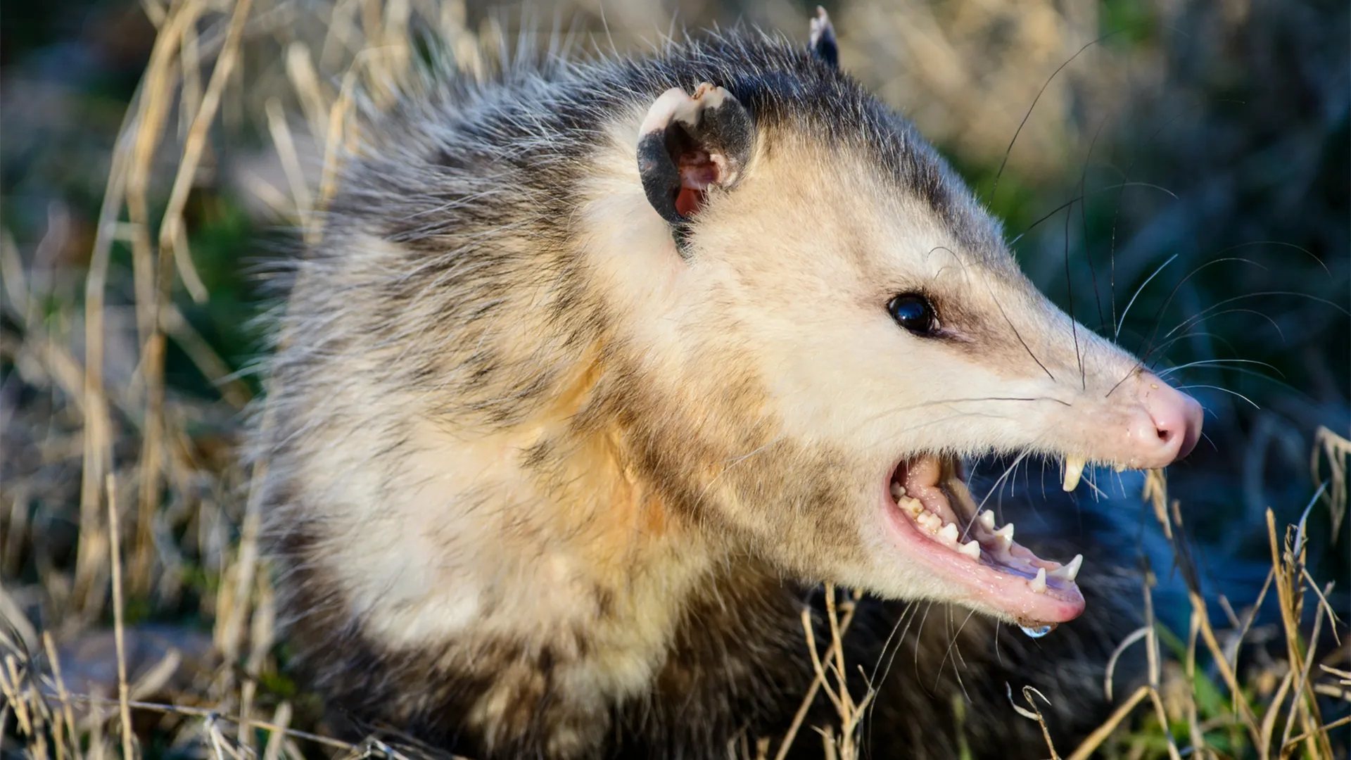 20-opossum-teeth-facts