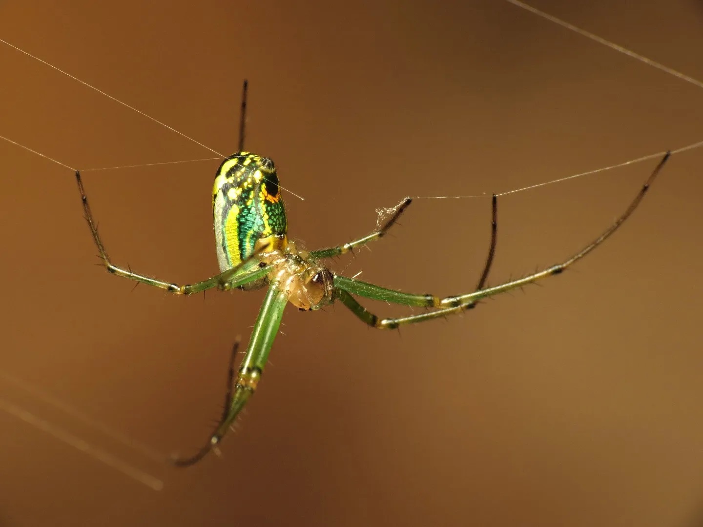 20-orchard-orb-weaver-facts