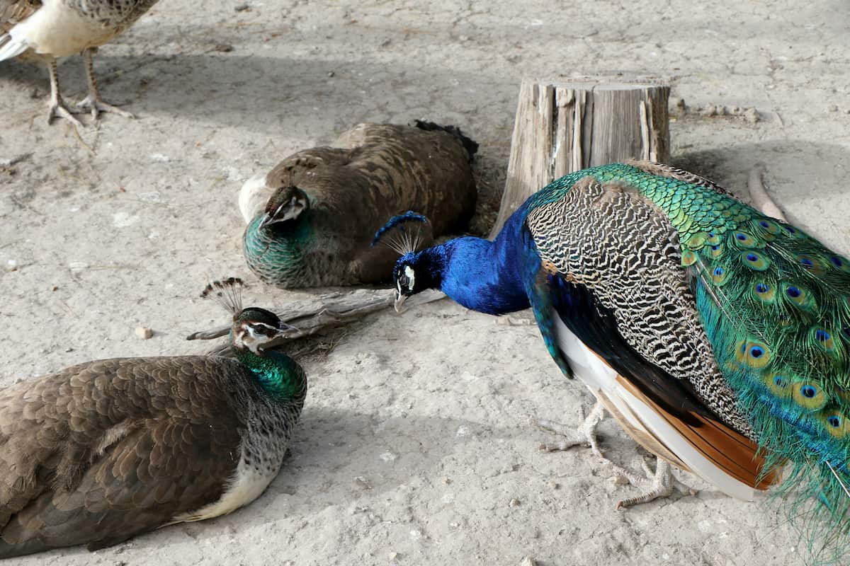 20-peacock-breeding-facts