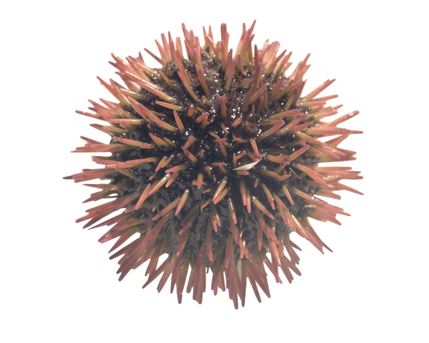 20-pincushion-urchin-facts