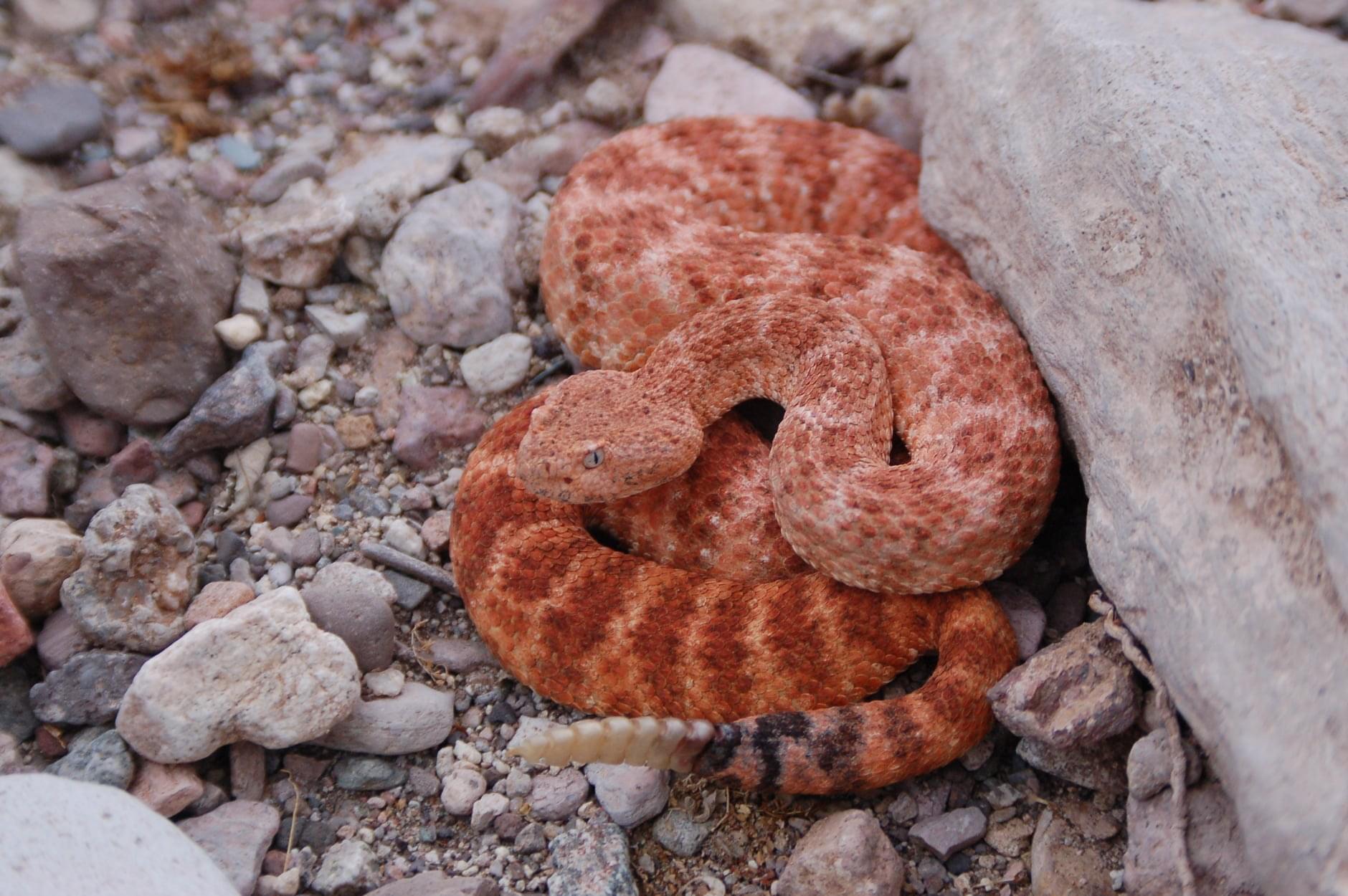 20-pink-rattlesnake-facts