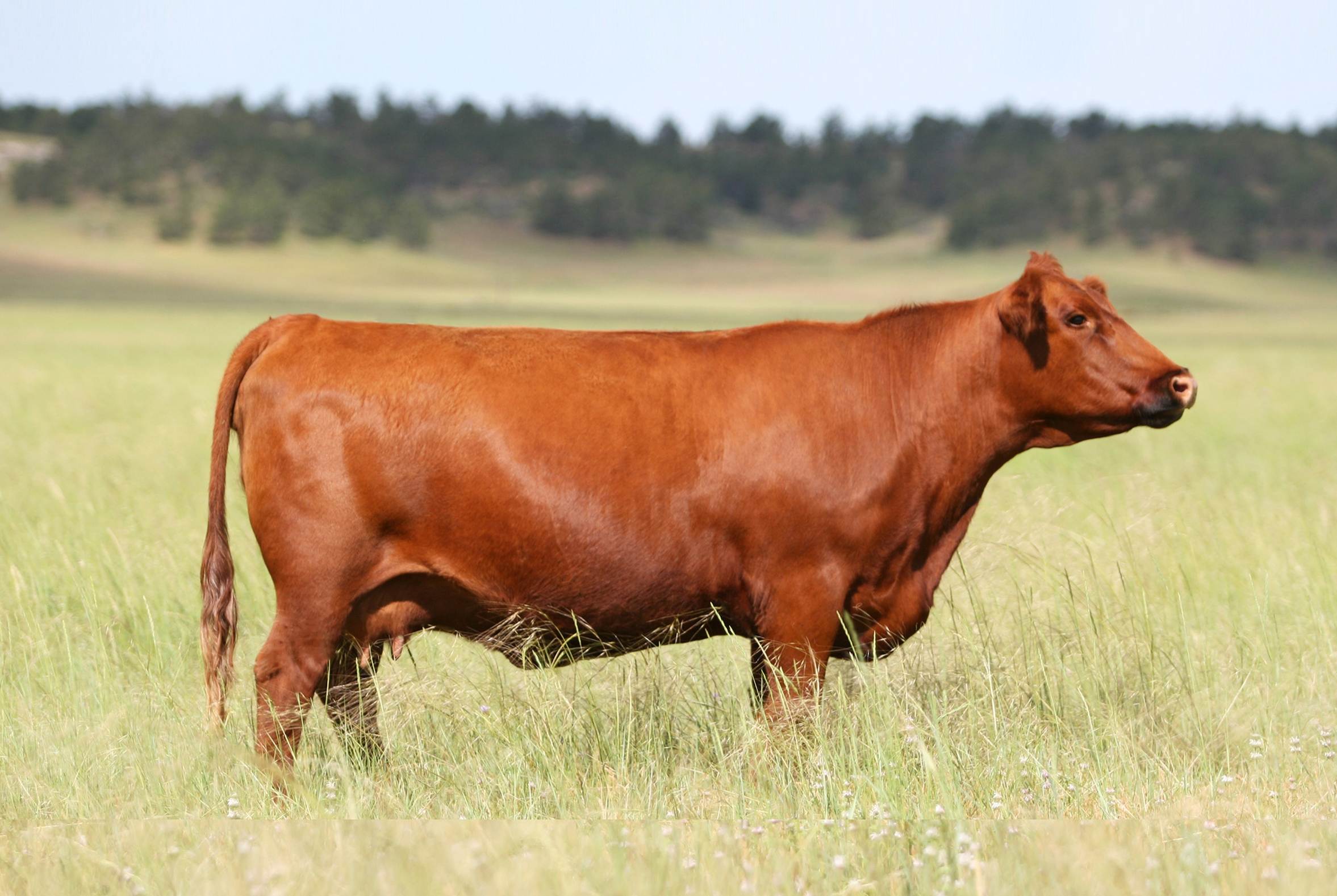 20-red-angus-facts