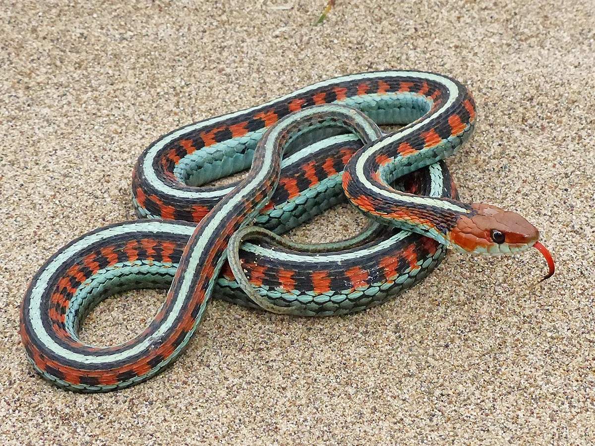 18 California Red Sided Garter Snake Facts 