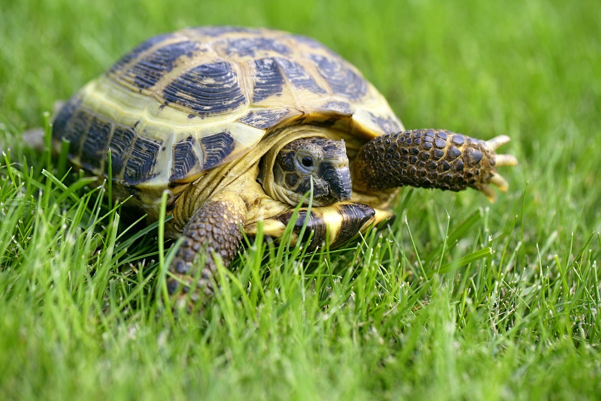 20-russian-tortoise-fun-facts
