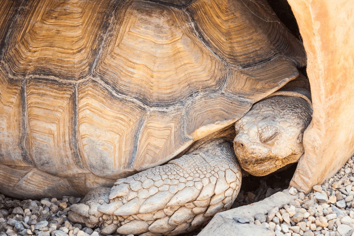 20-russian-tortoise-hibernation-facts