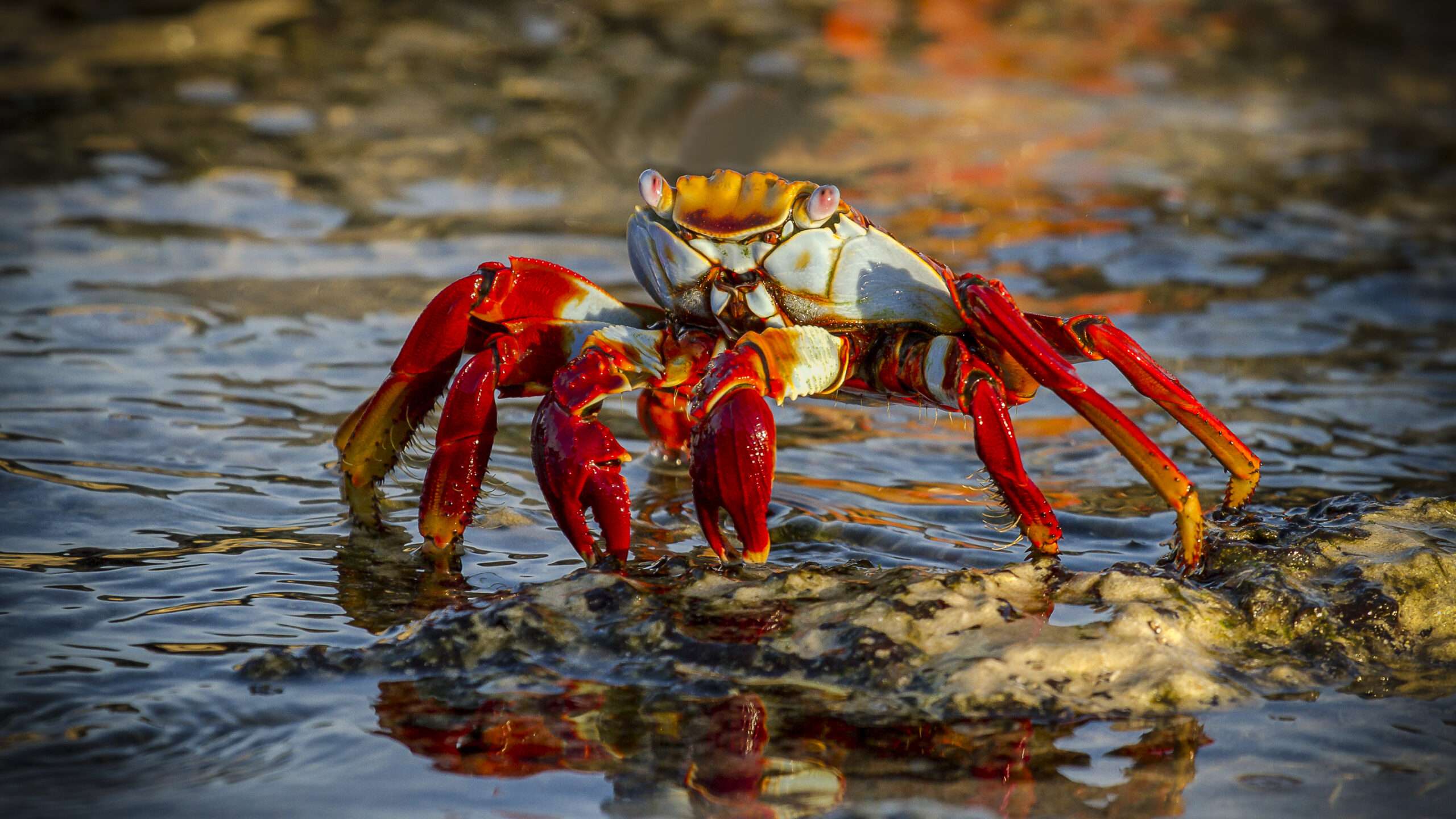 20-sally-lightfoot-crab-facts