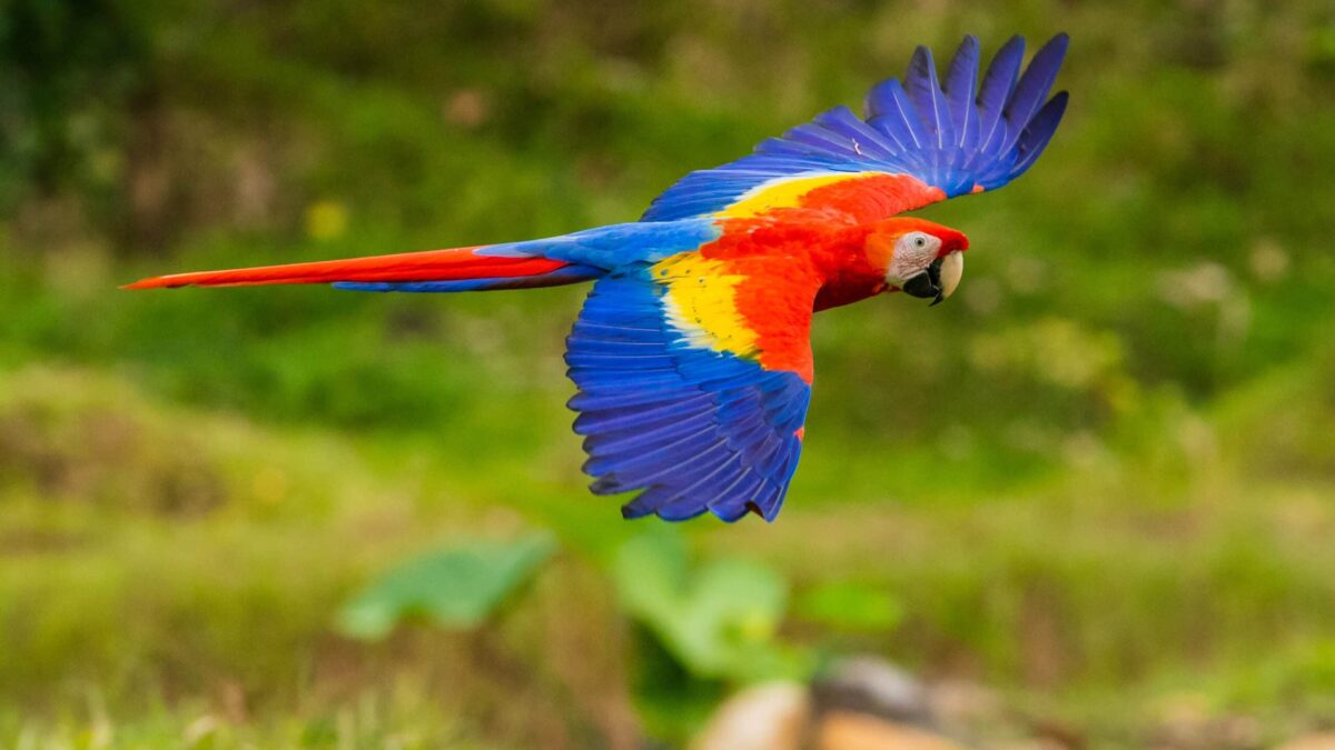 20-scarlet-macaw-fun-facts