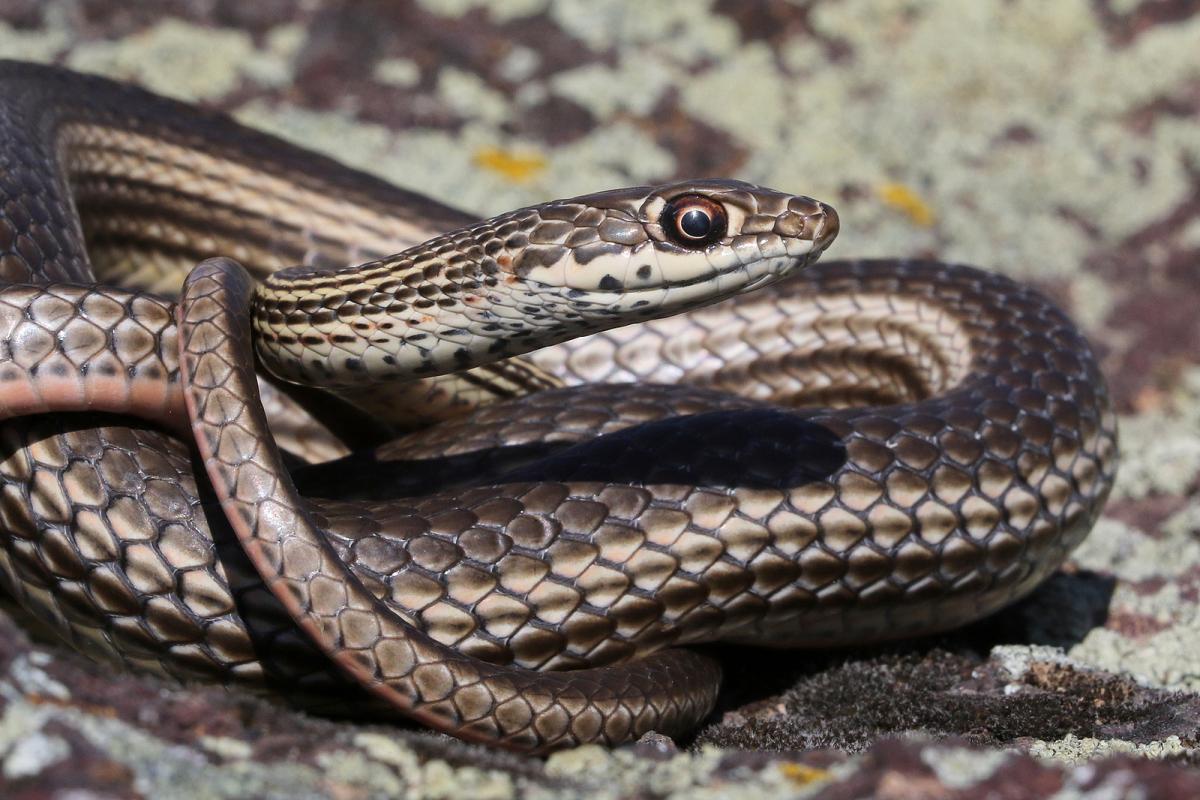 20-striped-whipsnake-facts
