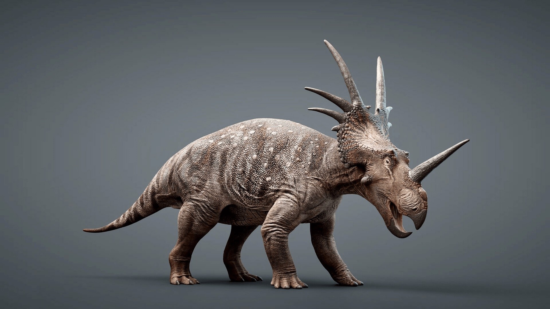 20-styracosaurus-facts
