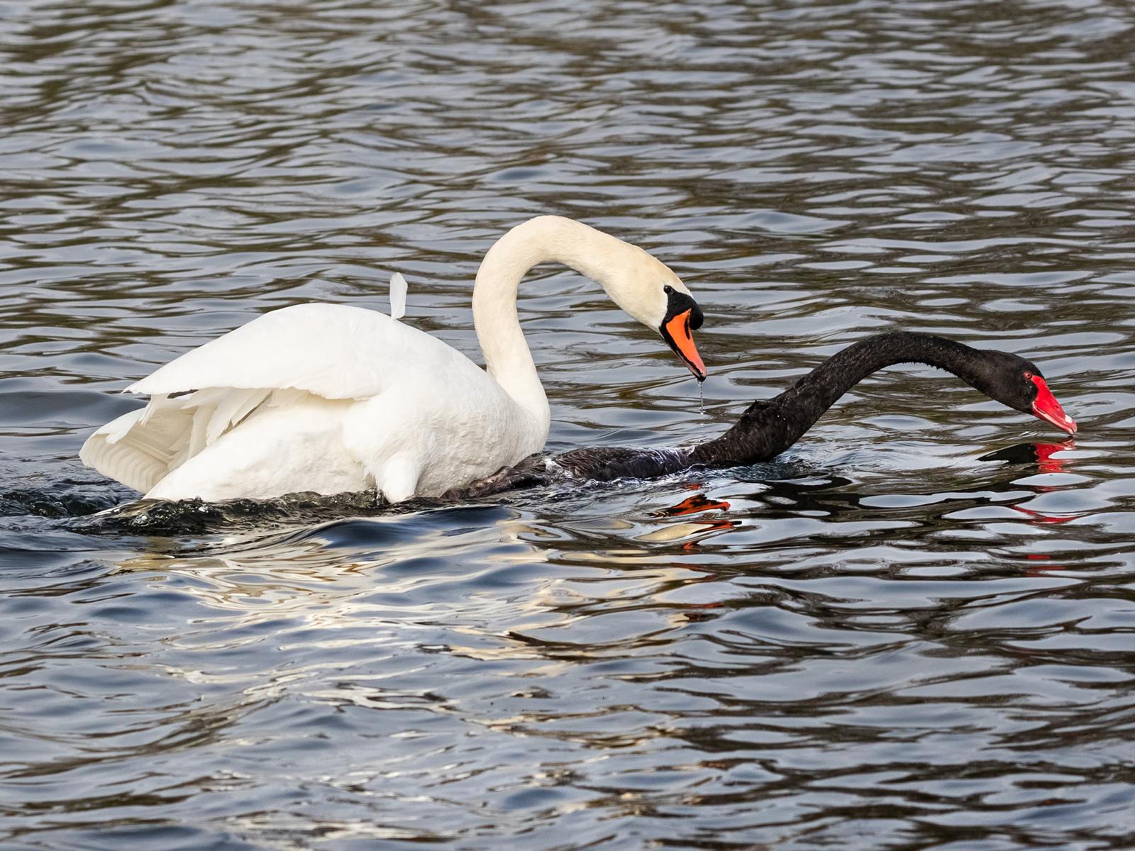 20-swan-mating-facts