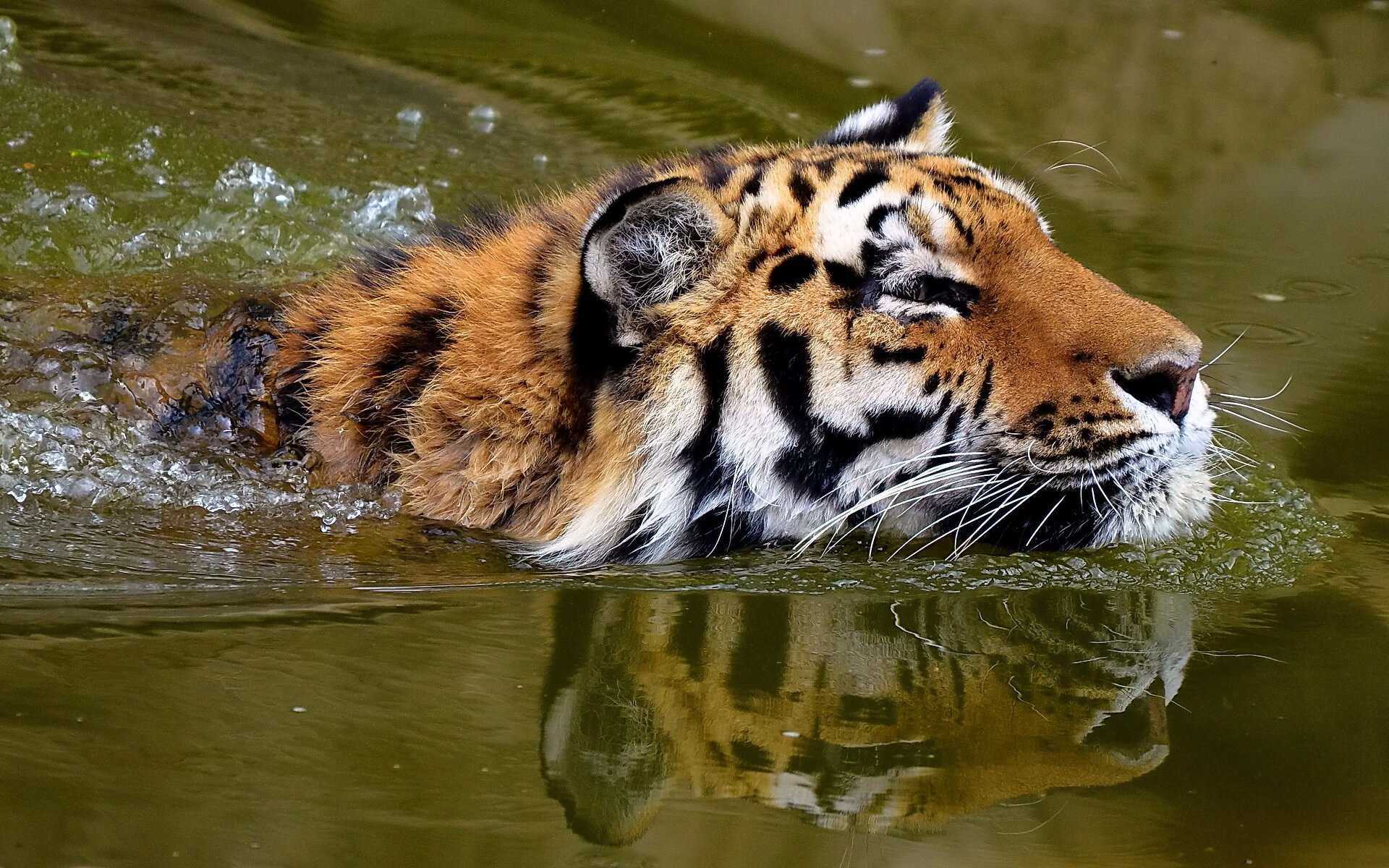 20-tiger-swimming-facts