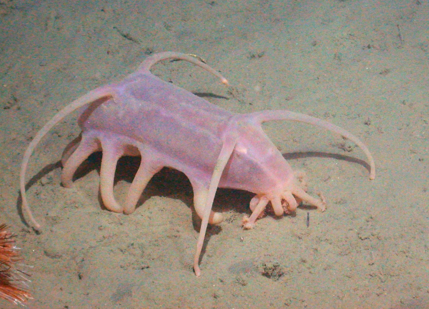 20-true-facts-about-the-sea-pig