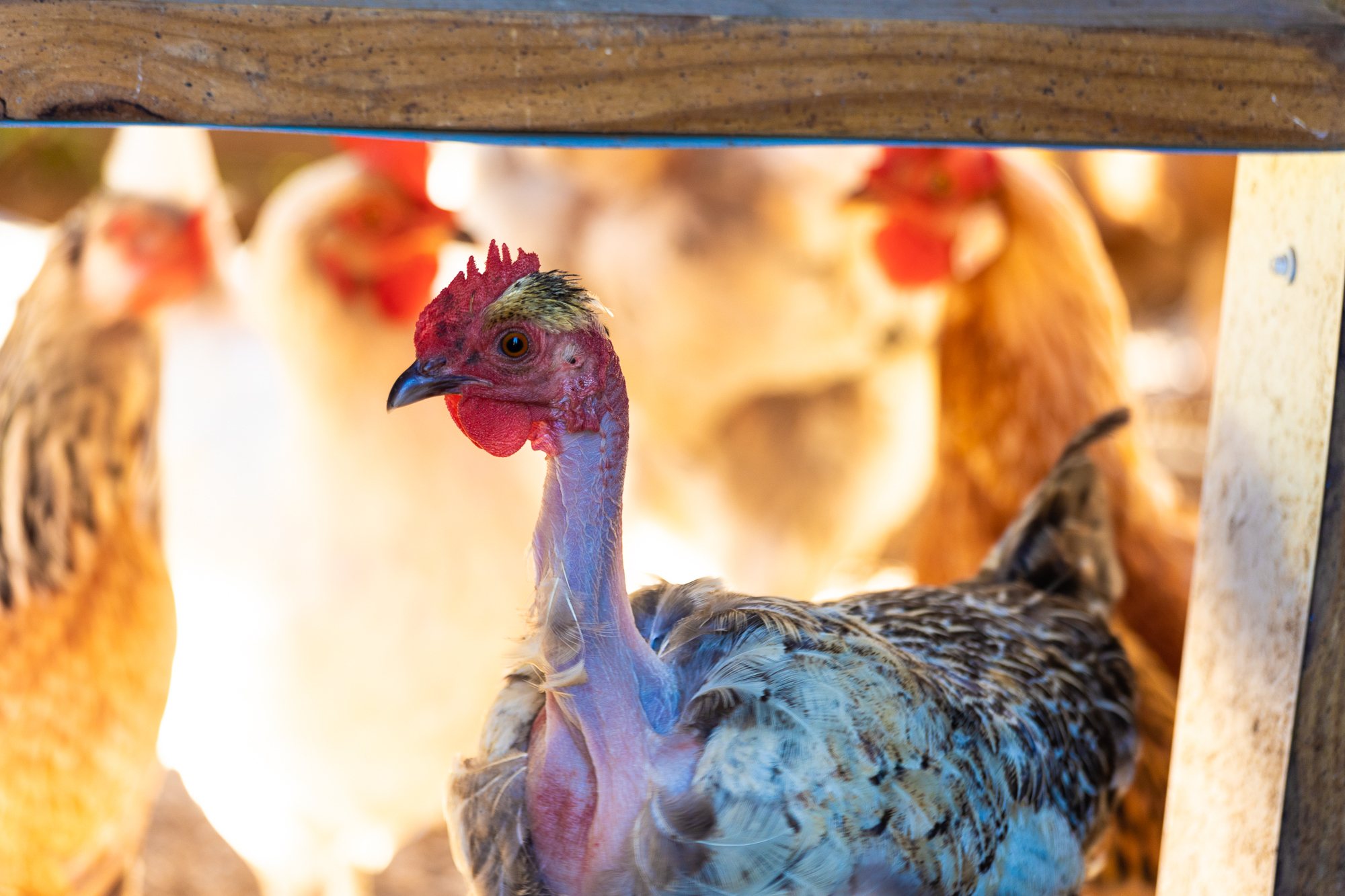 20-turken-chicken-facts