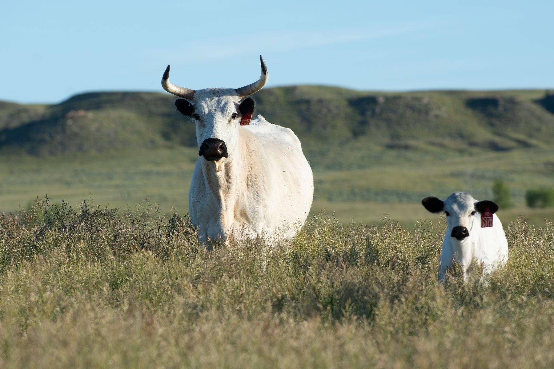 20-white-park-cattle-facts