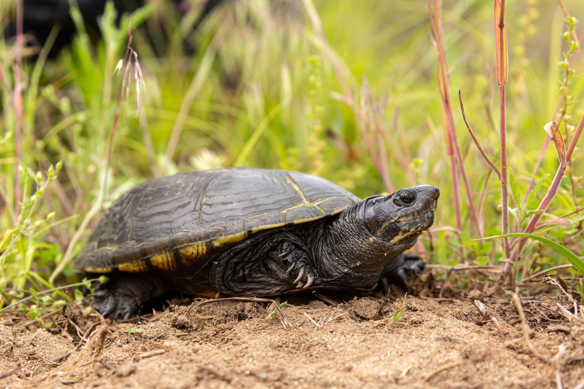 20-yellow-mud-turtle-facts