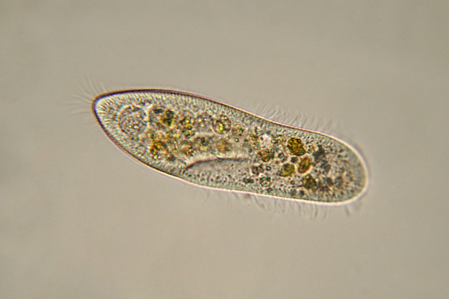 5-interesting-facts-about-protists