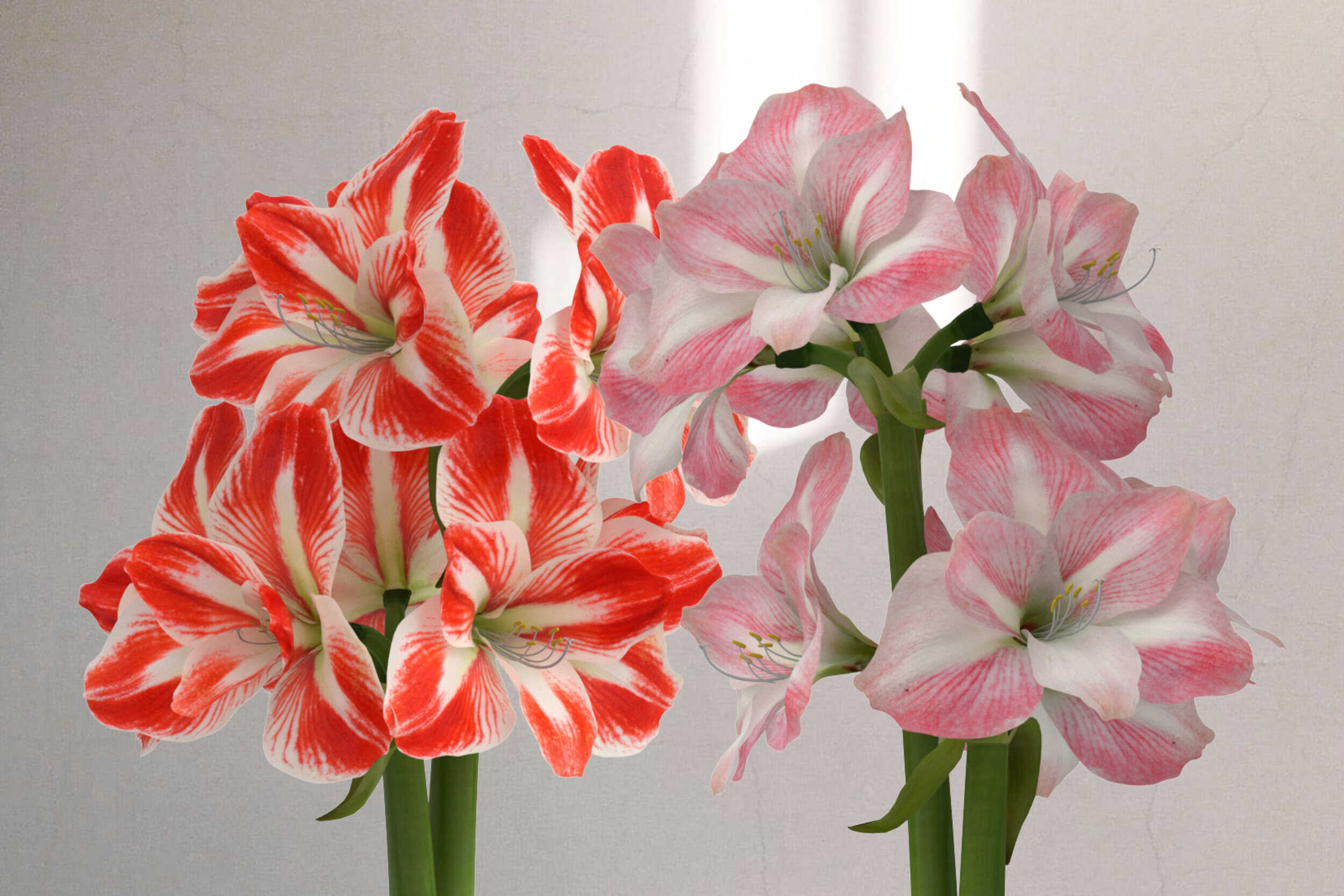 10 Amaryllis Flower Facts - Facts.net
