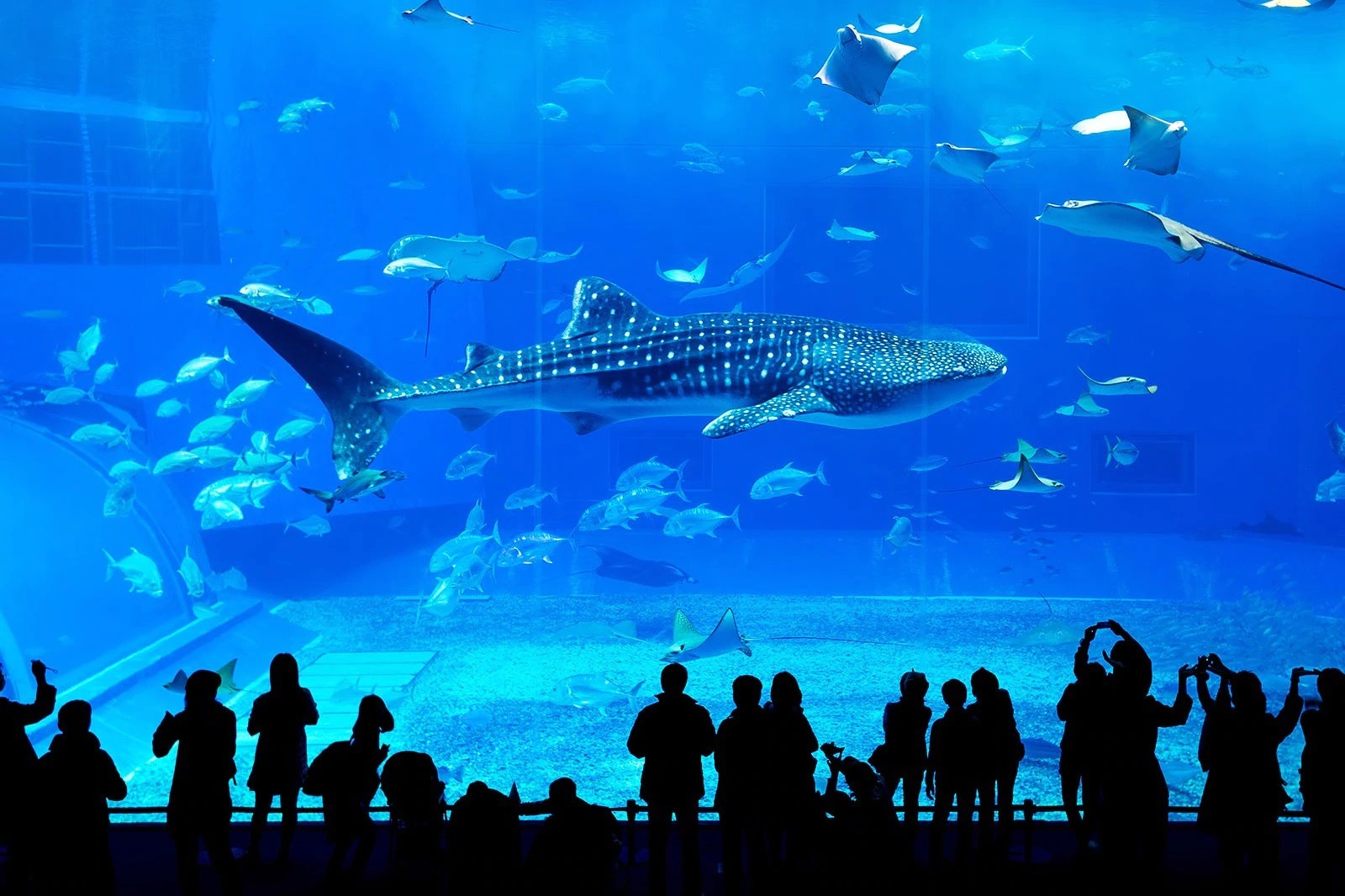 10-atlanta-aquarium-facts
