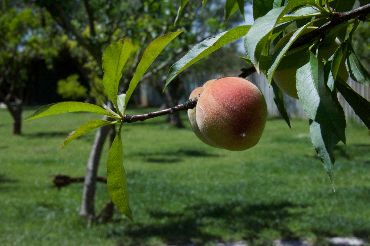 10-belle-of-georgia-peach-tree-facts