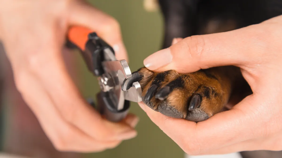 10-best-dog-nail-clippers