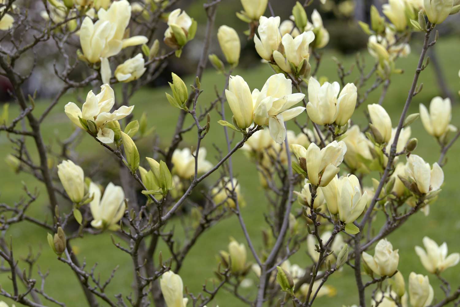 10-cucumber-magnolia-tree-facts