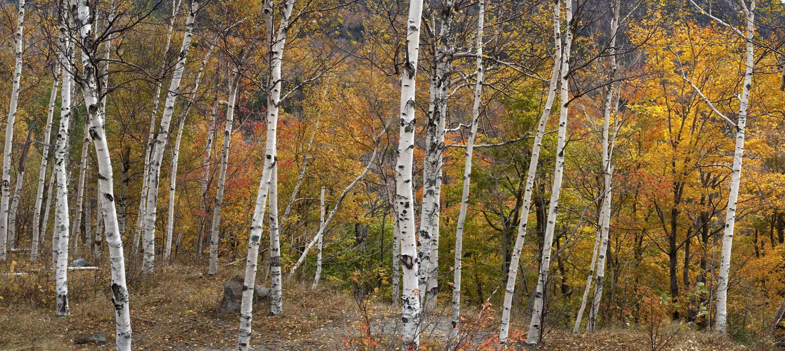 10-facts-about-birch-trees