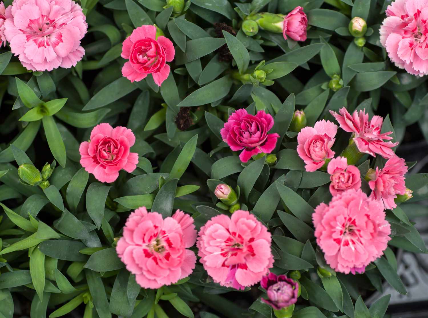 10-facts-about-carnations