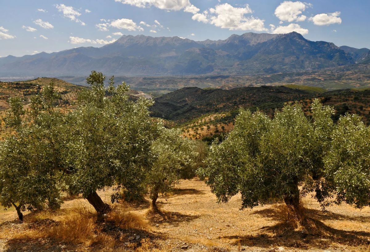 10-facts-about-olive-trees