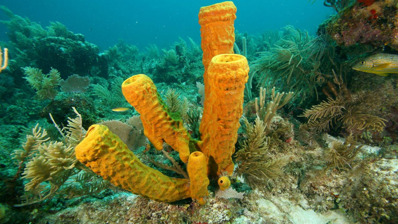 10-facts-about-sponges