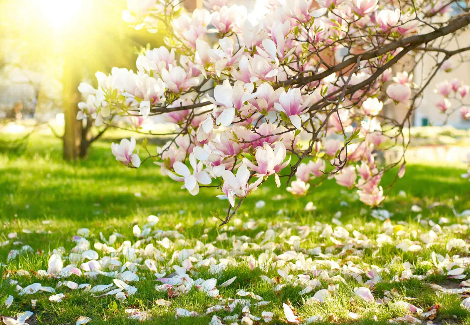 10-facts-about-the-magnolia-flower