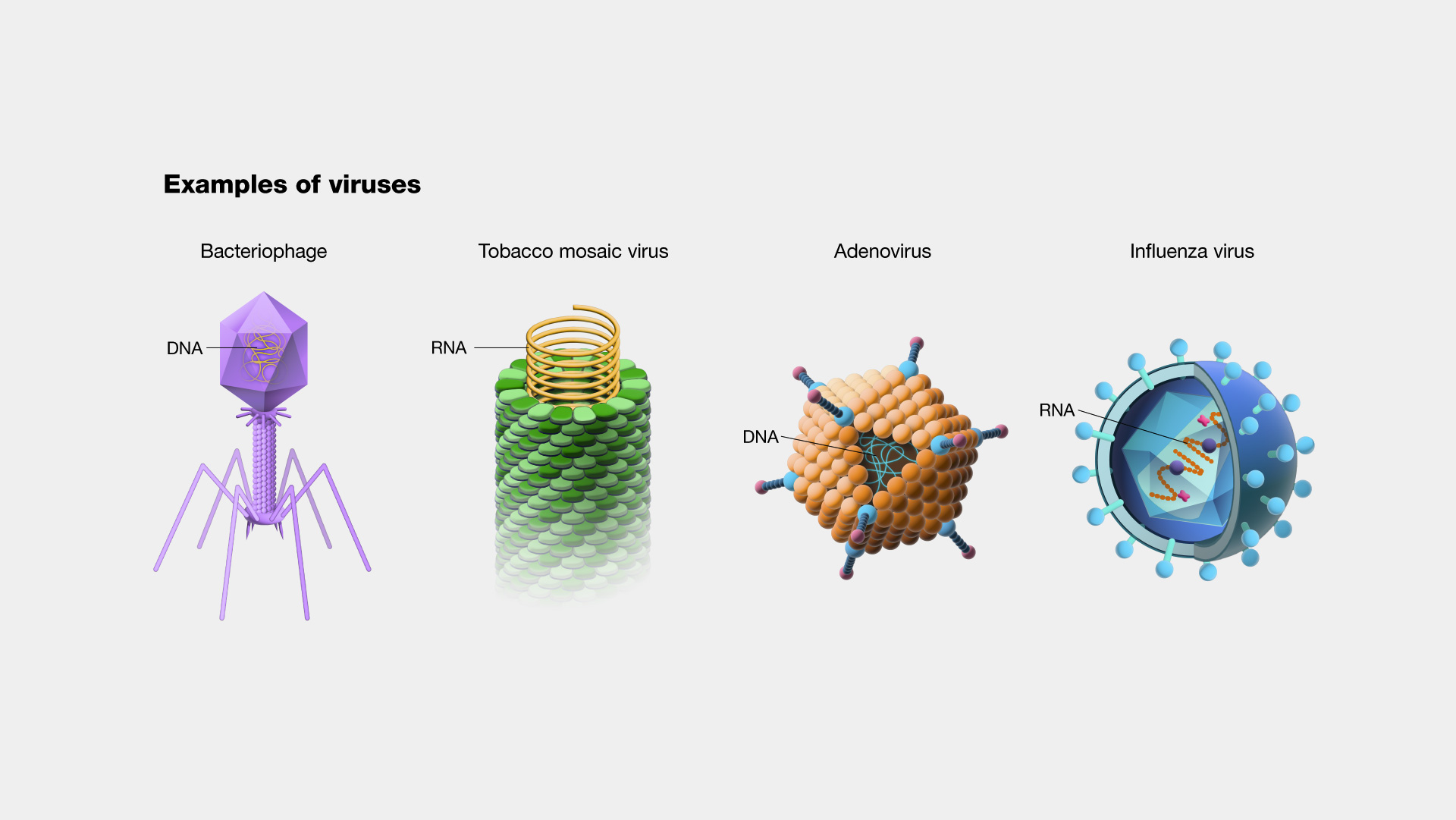 10-fun-facts-about-viruses