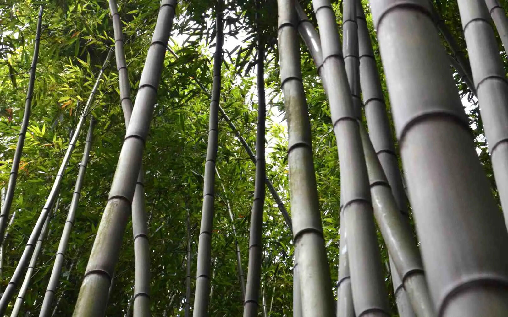10-giant-bamboo-facts