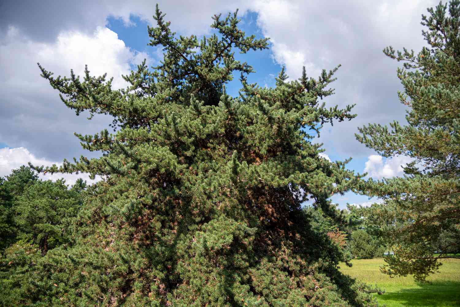 10-jack-pine-facts