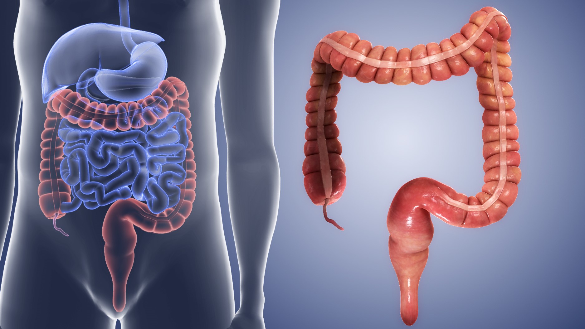 10-large-intestines-facts