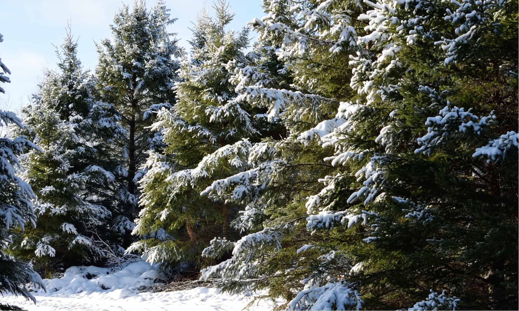 10-meyer-spruce-tree-facts