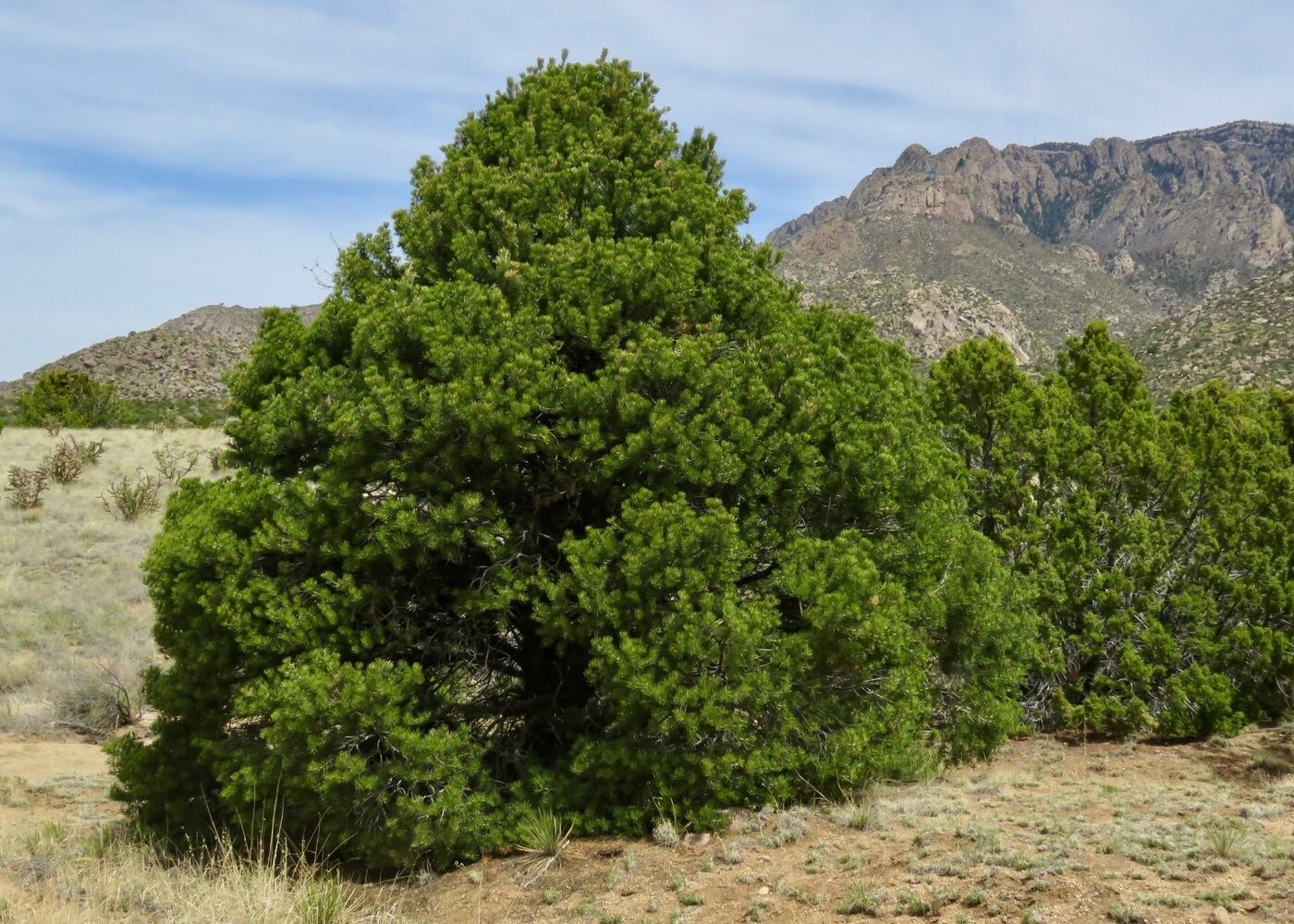 10-new-mexico-state-tree-facts