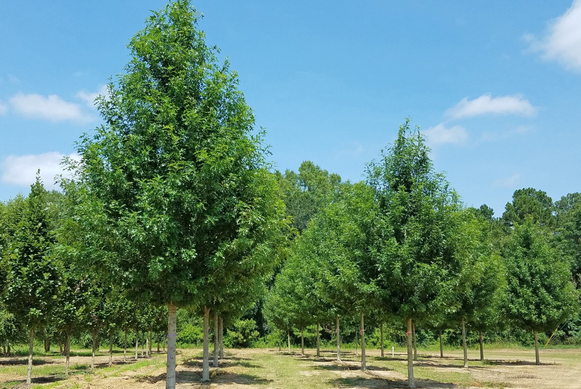 10-nuttall-oak-tree-facts
