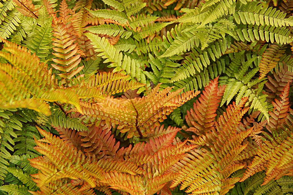 10-red-fern-plant-facts
