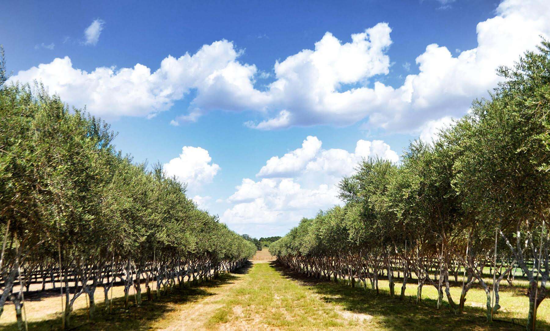 10-texas-olive-trees-facts