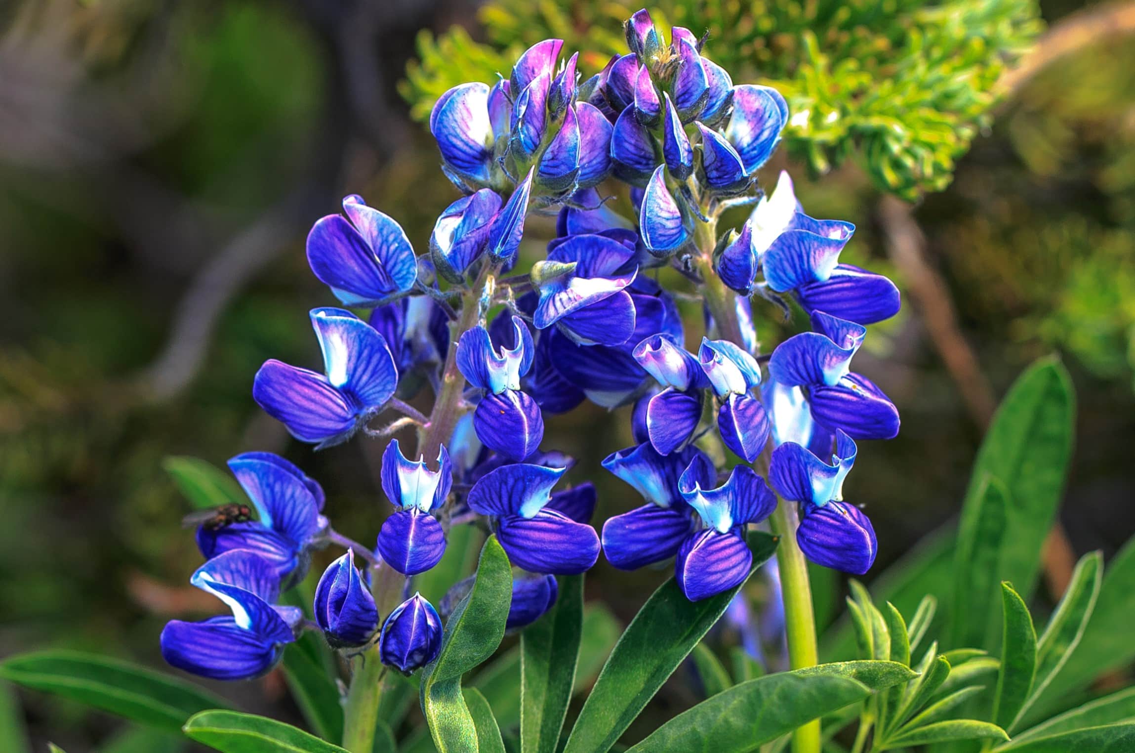 11-arctic-lupine-facts