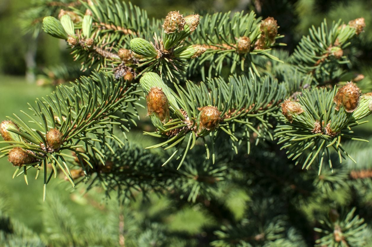 11-concolor-fir-tree-facts