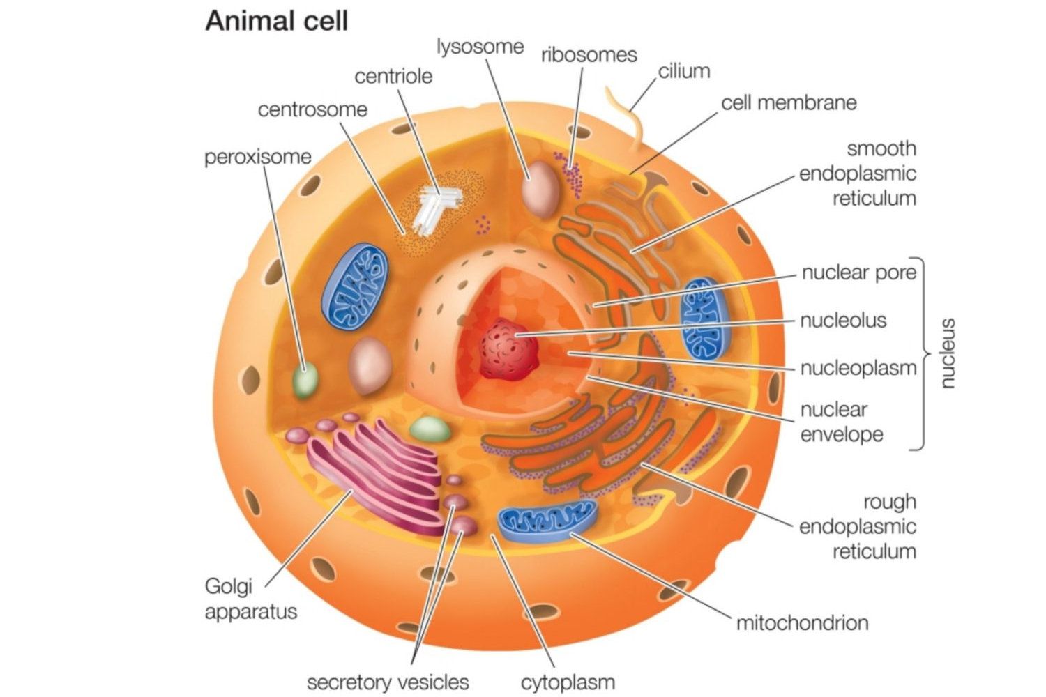 11-facts-about-animal-cells