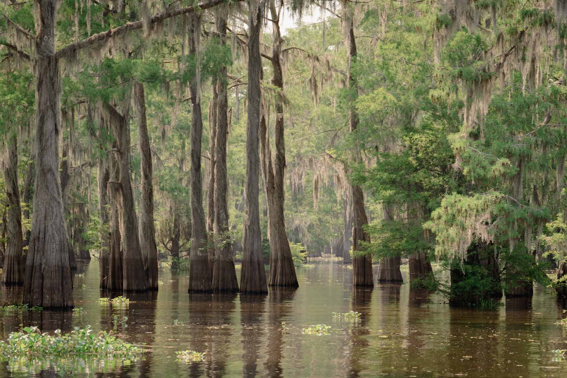 11-facts-about-local-wildlife-and-natural-reserves-in-lafayette-louisiana