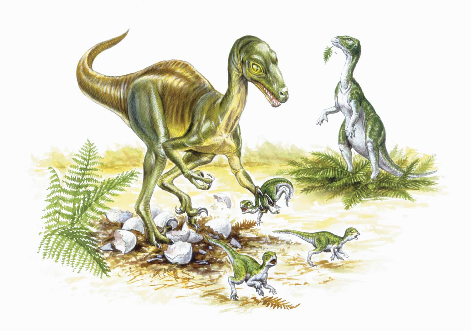 11-facts-about-troodon