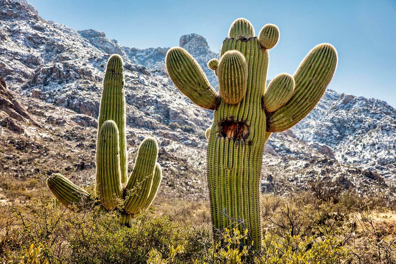 11 Fun Facts About Cacti - Facts.net