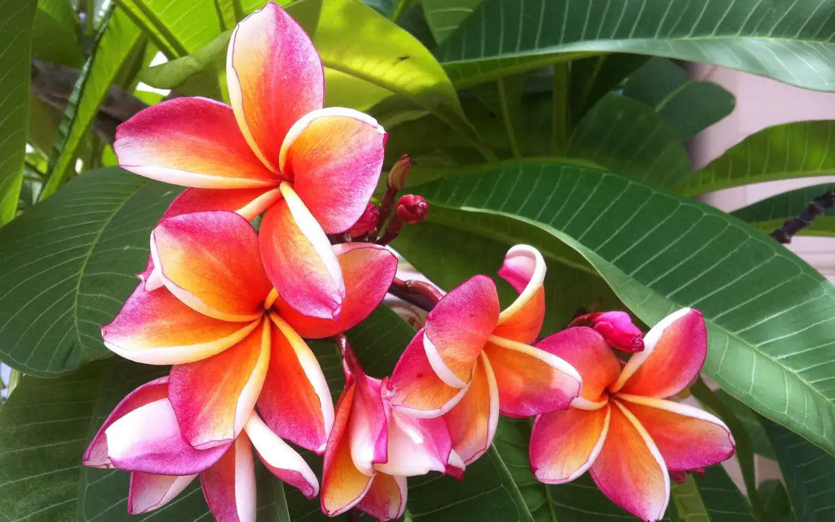 11-hawaii-flower-facts