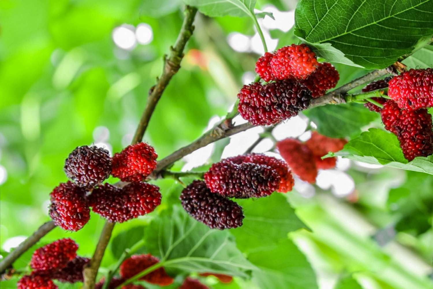 11-interesting-facts-mulberry-tree